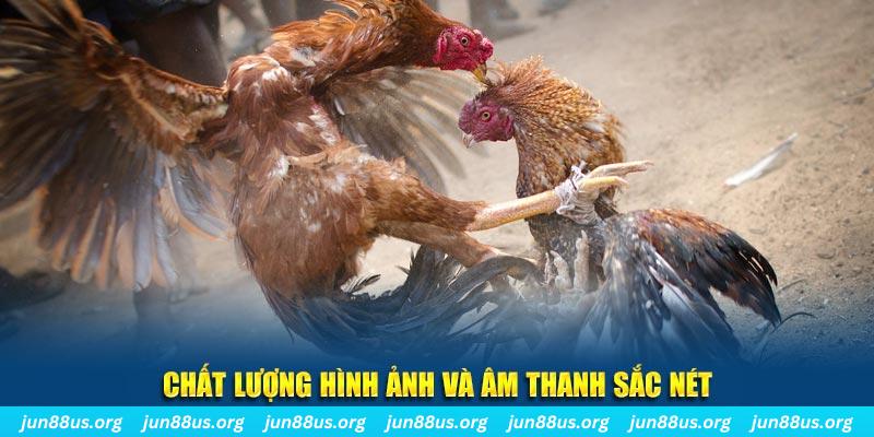sum club gà chọi tiêu phong