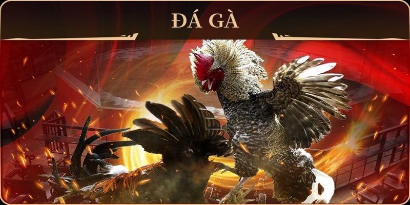 sum club đá gà trực tiếp campuchia
