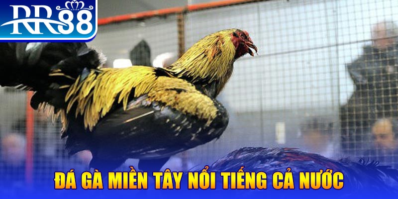 sum club đá gà 88
